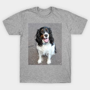 english springer spaniel black white tan sitting T-Shirt